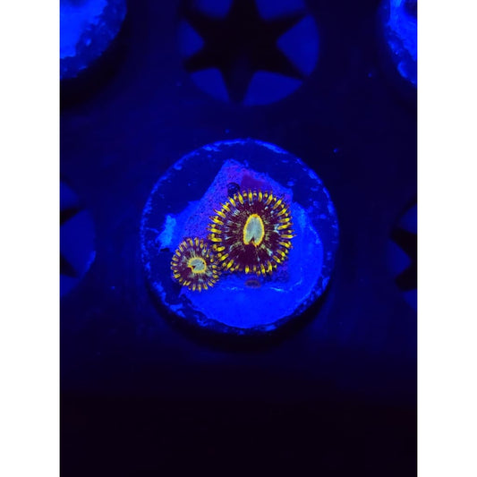 Murder Hornet Zoanthid Frag WYSIWYG!
