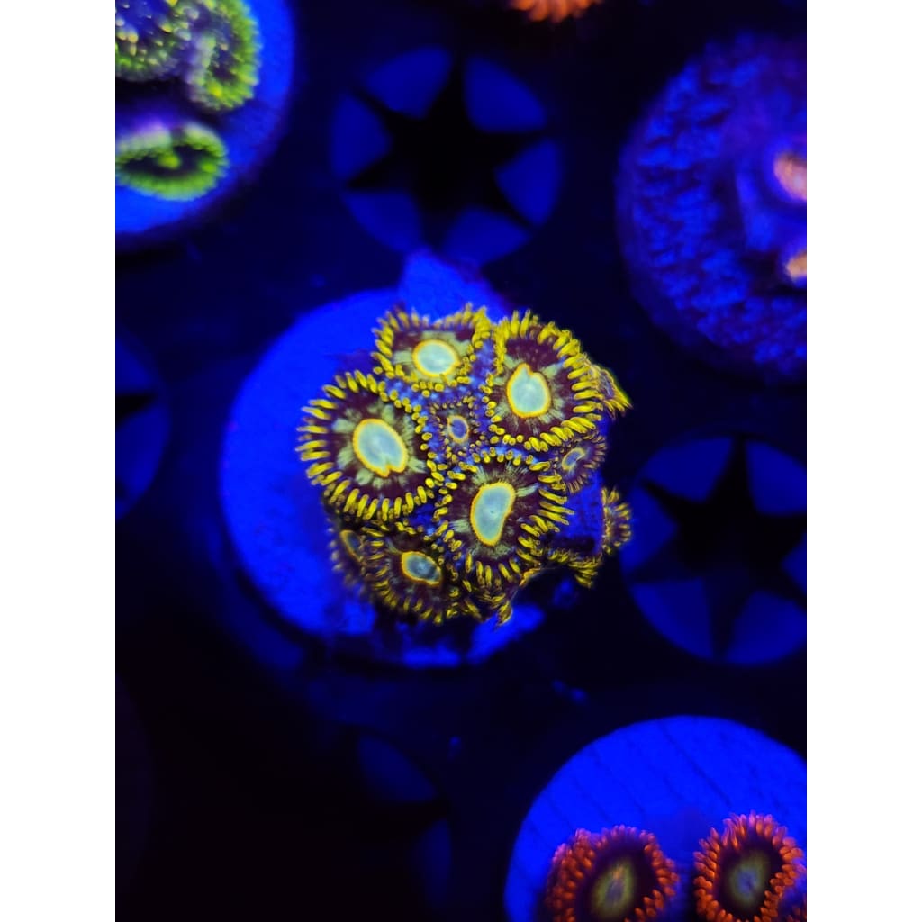 Murder Hornet Zoanthid Frag WYSIWYG!