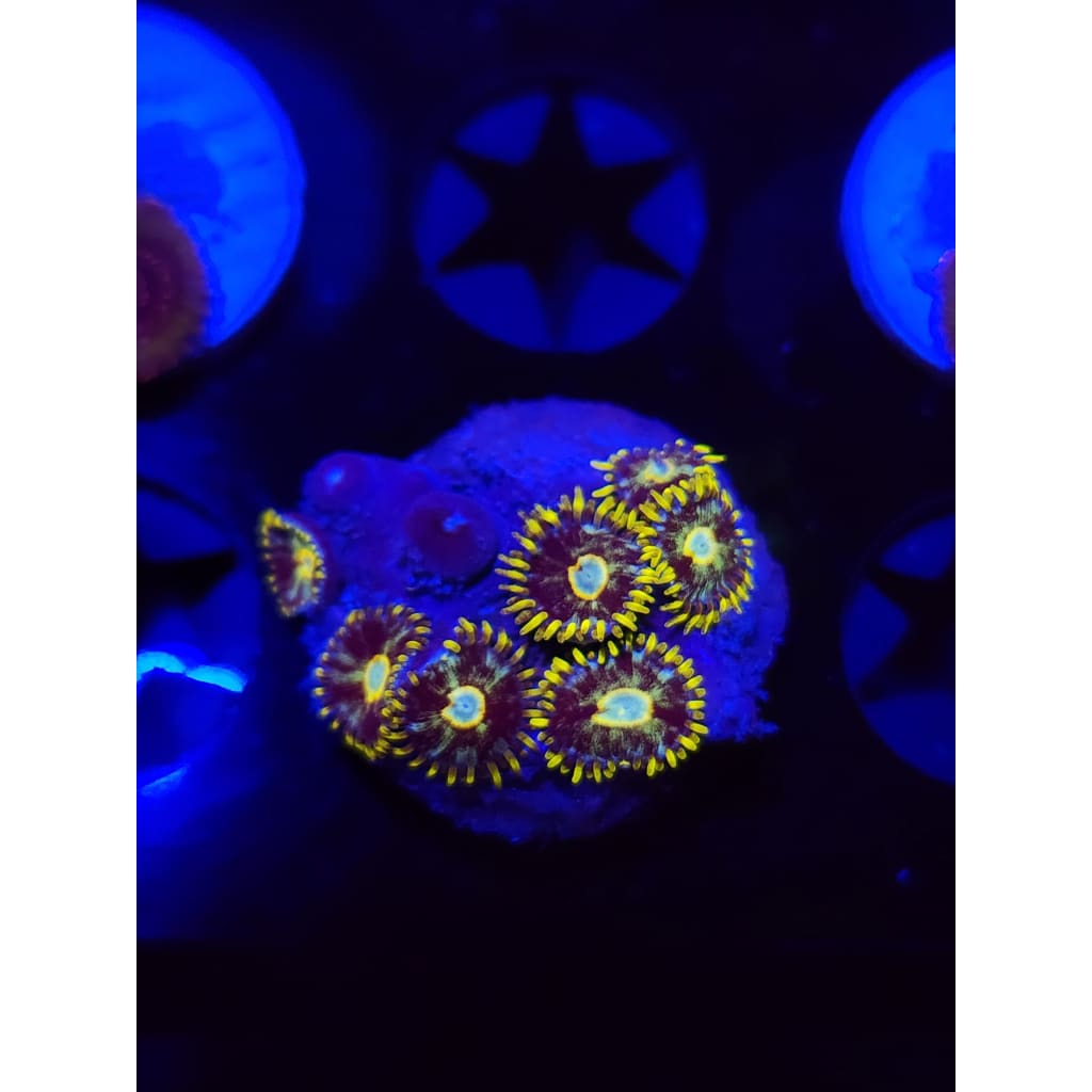 Murder Hornet Zoanthid Frag WYSIWYG!