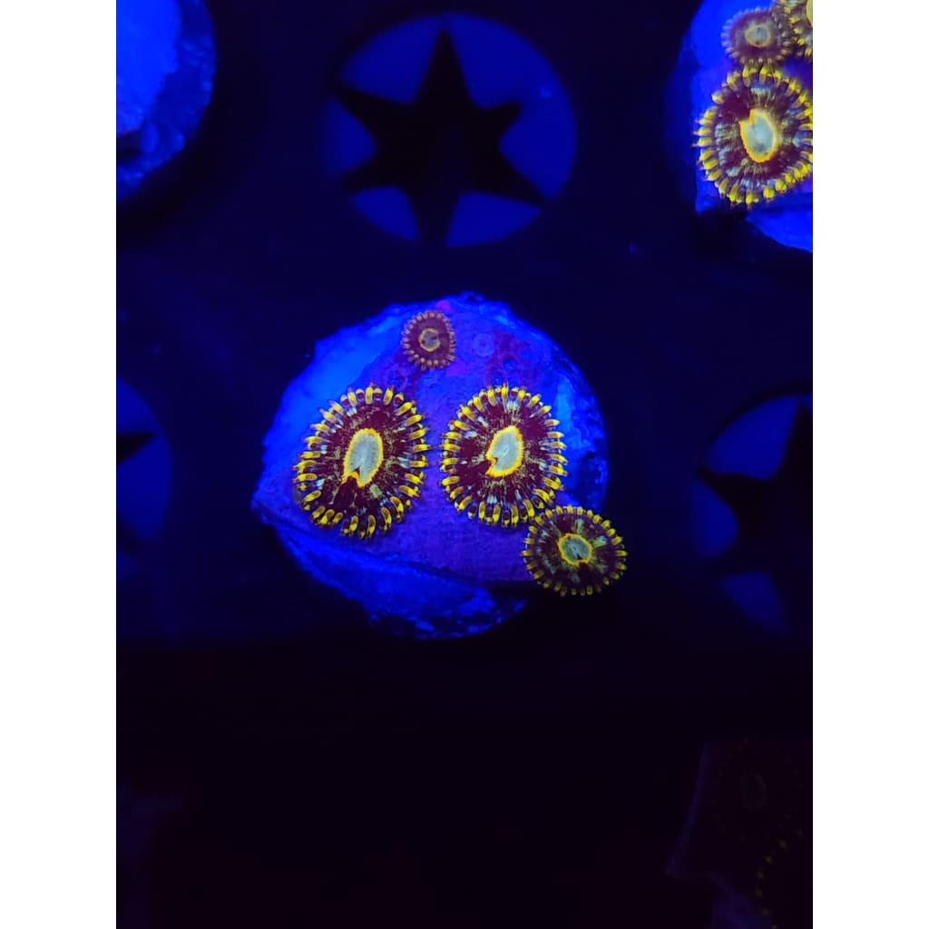 Murder Hornet Zoanthid Frag WYSIWYG!