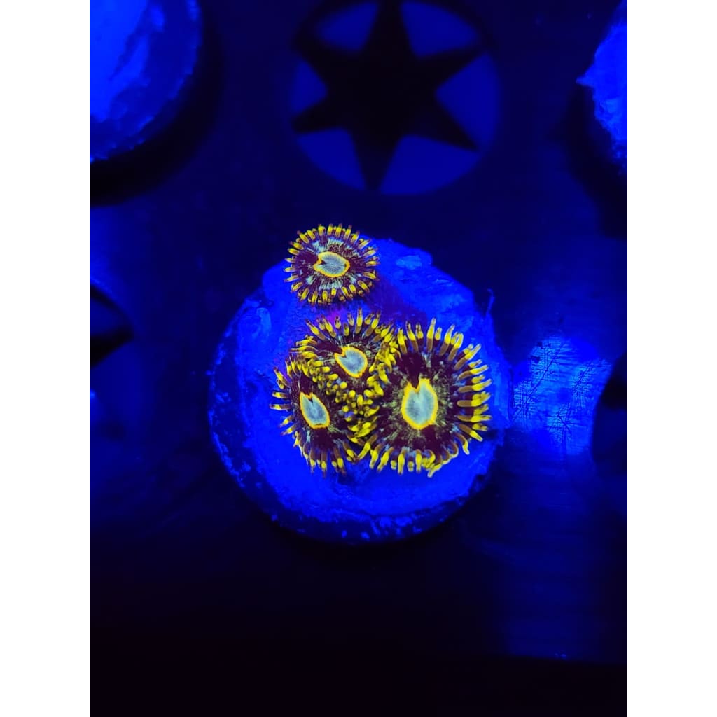 Murder Hornet Zoanthid Frag WYSIWYG!