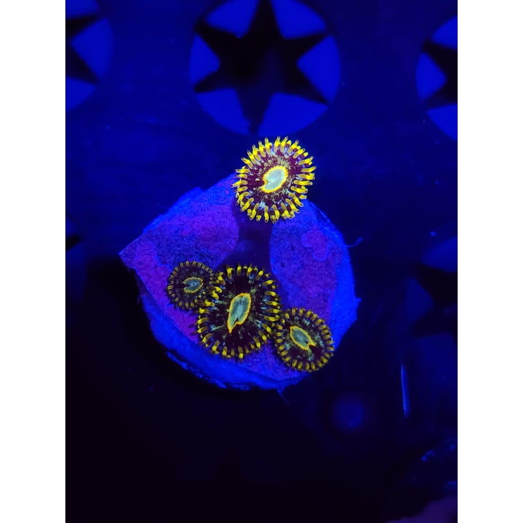 Murder Hornet Zoanthid Frag WYSIWYG!