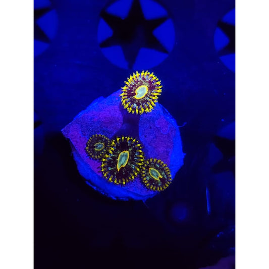 Murder Hornet Zoanthid Frag WYSIWYG!