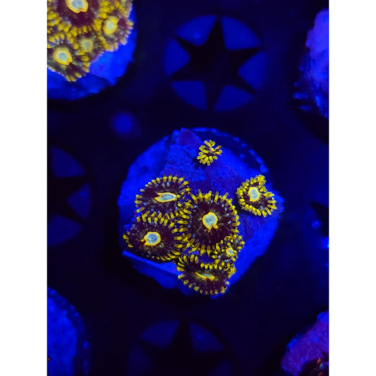 Murder Hornet Zoanthid Frag WYSIWYG!