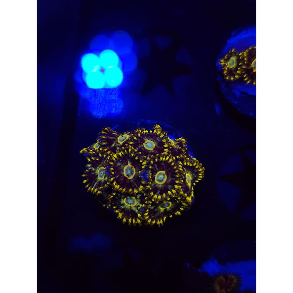 Murder Hornet Zoanthid Frag WYSIWYG!