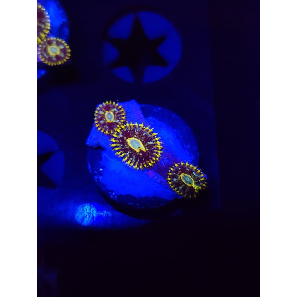 Murder Hornet Zoanthid Frag WYSIWYG!