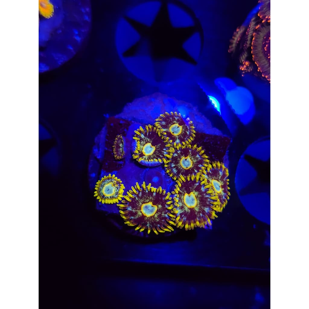 Murder Hornet Zoanthid Frag WYSIWYG!