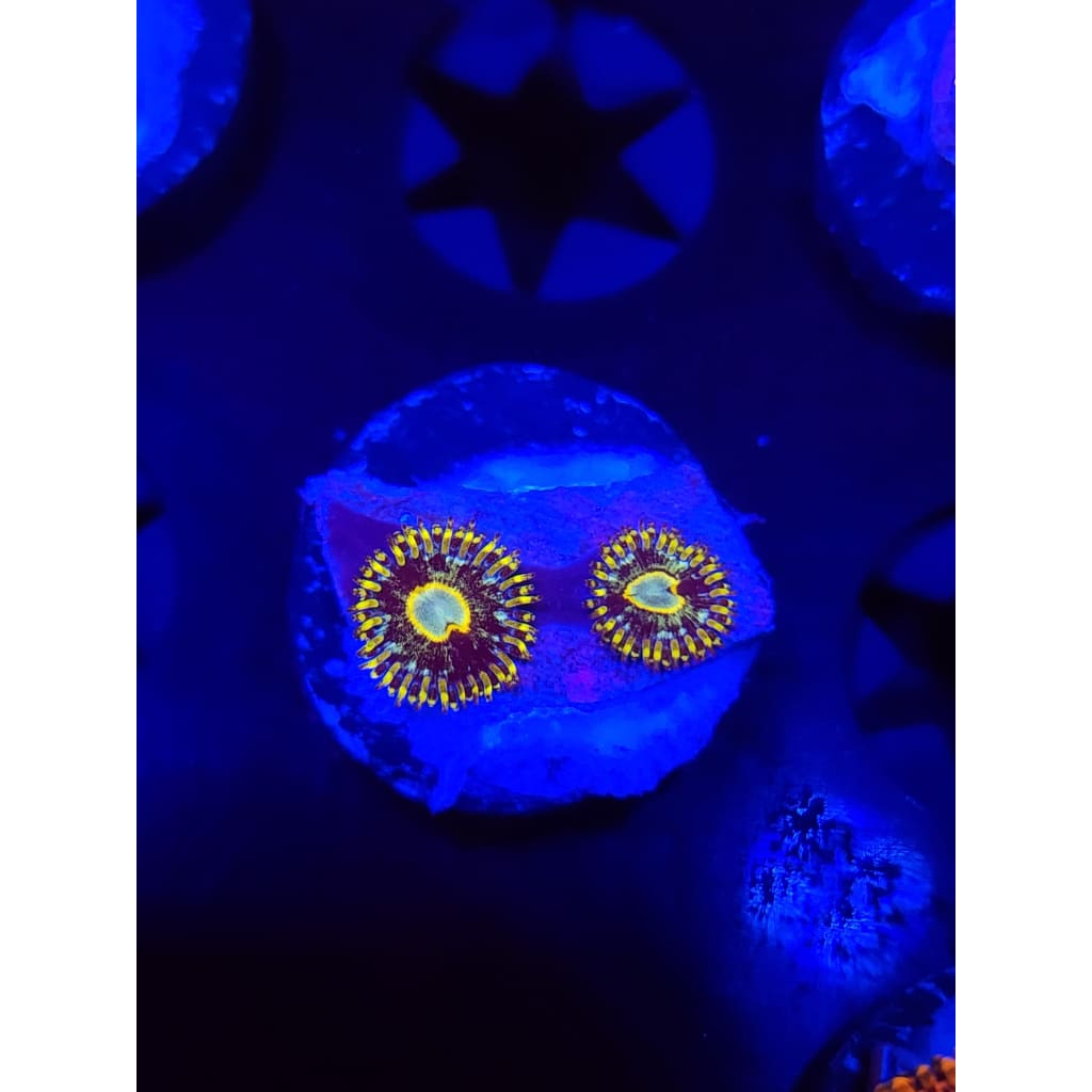 Murder Hornet Zoanthid Frag WYSIWYG!