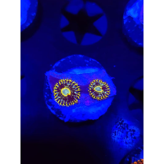 Murder Hornet Zoanthid Frag WYSIWYG!
