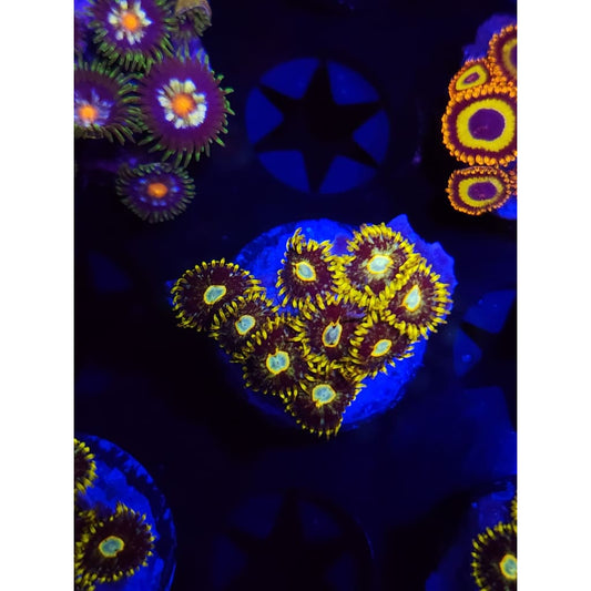 Murder Hornet Zoanthid Frag WYSIWYG!