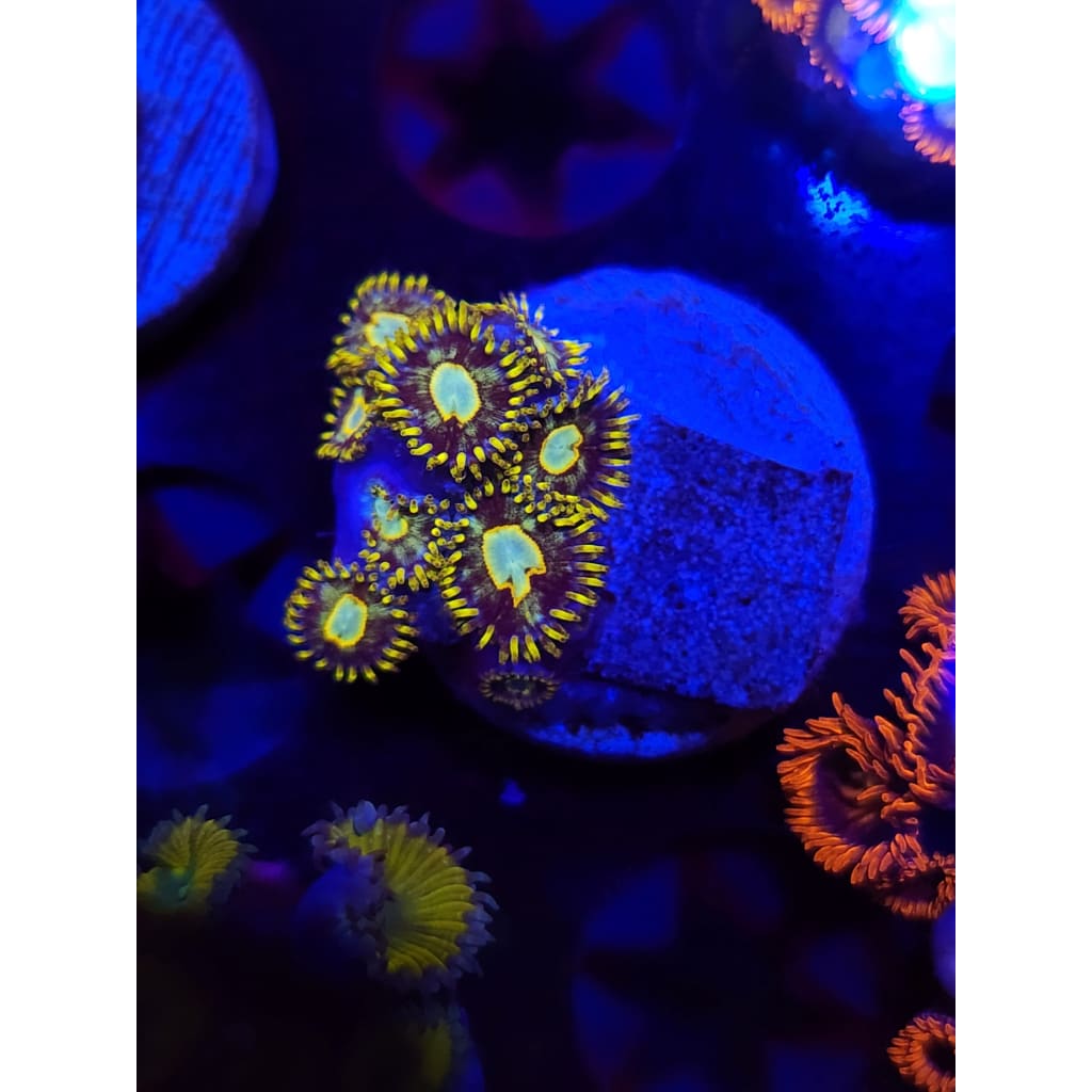 Murder Hornet Zoanthid Frag WYSIWYG!