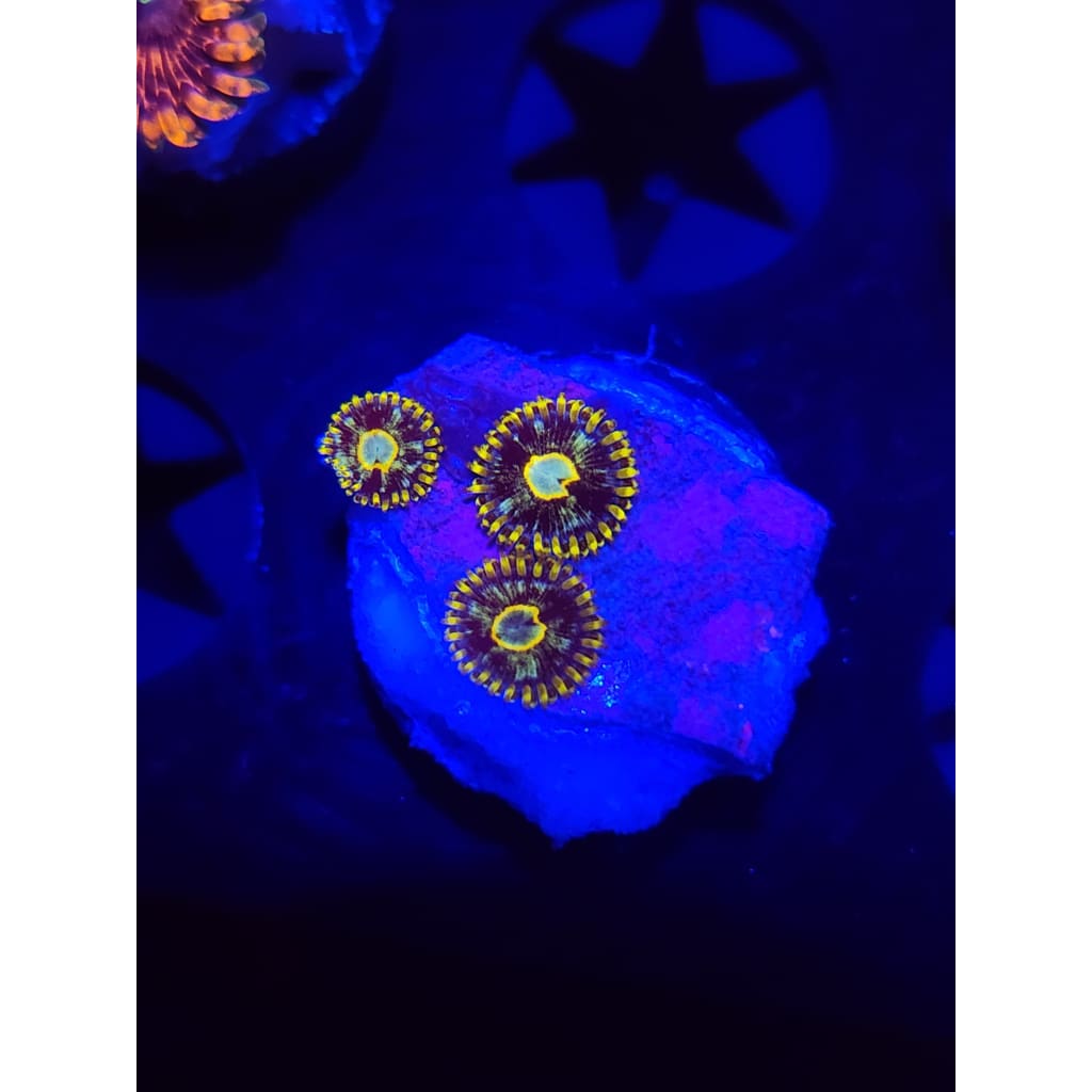Murder Hornet Zoanthid Frag WYSIWYG!