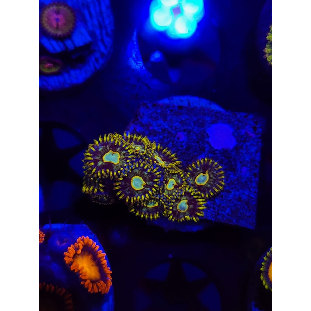 Murder Hornet Zoanthid Frag WYSIWYG!