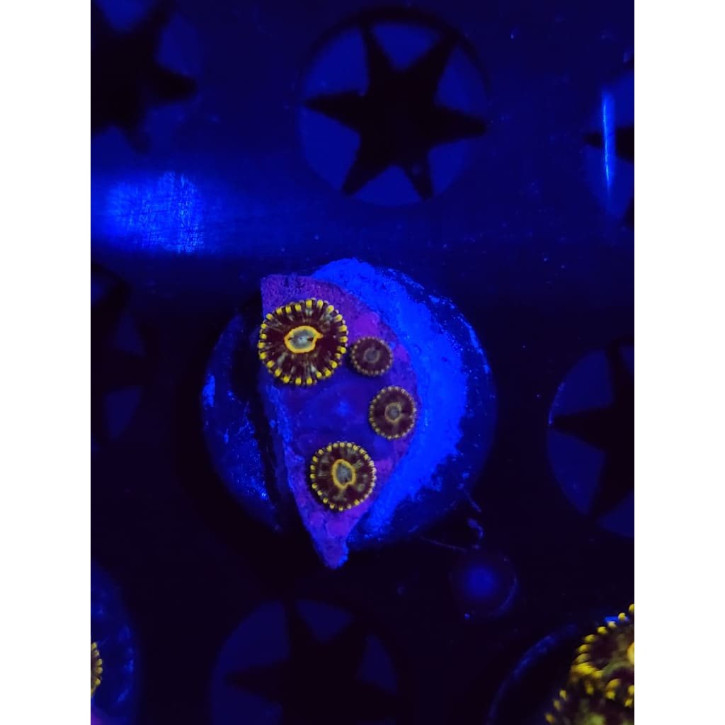 Murder Hornet Zoanthid Frag WYSIWYG!