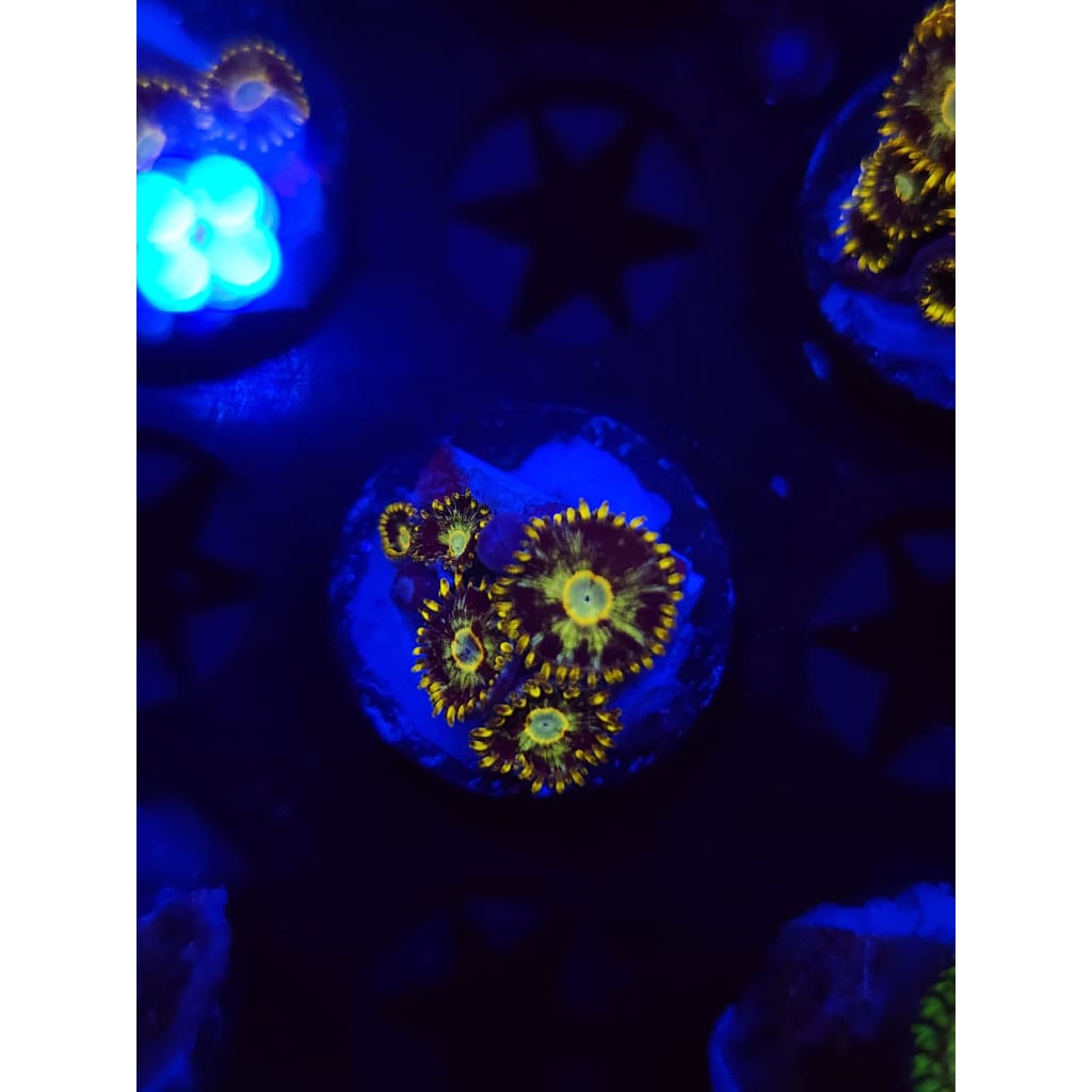 Murder Hornet Zoanthid Frag WYSIWYG!
