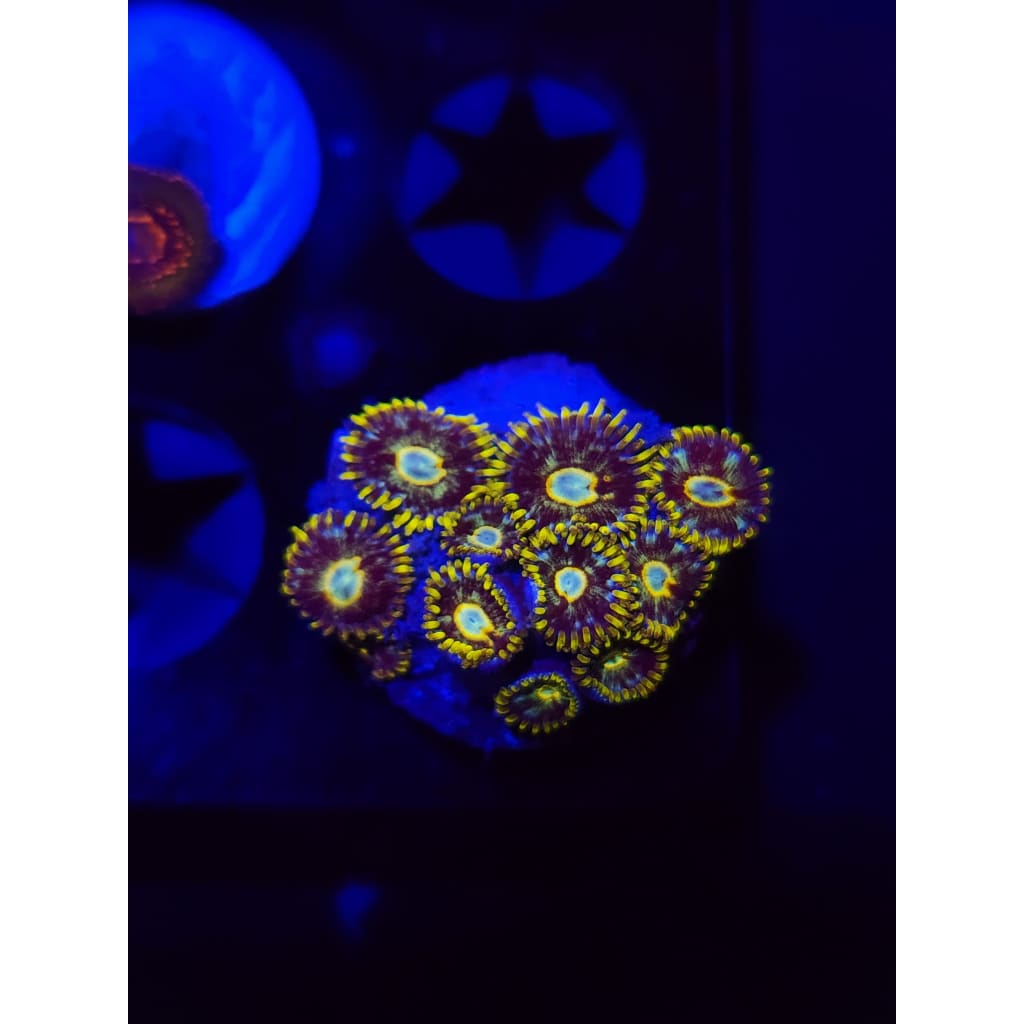 Murder Hornet Zoanthid Frag WYSIWYG!