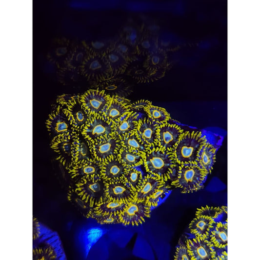 Murder Hornet Zoanthid Frag WYSIWYG!