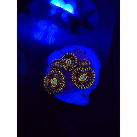 Murder Hornet Zoanthid Frag WYSIWYG!