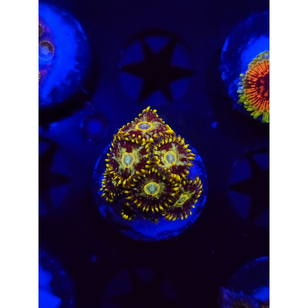 Murder Hornet Zoanthid Frag WYSIWYG!