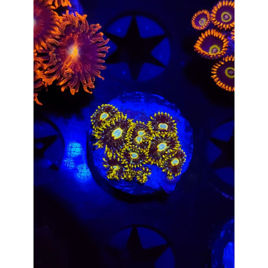 Murder Hornet Zoanthid Frag WYSIWYG!