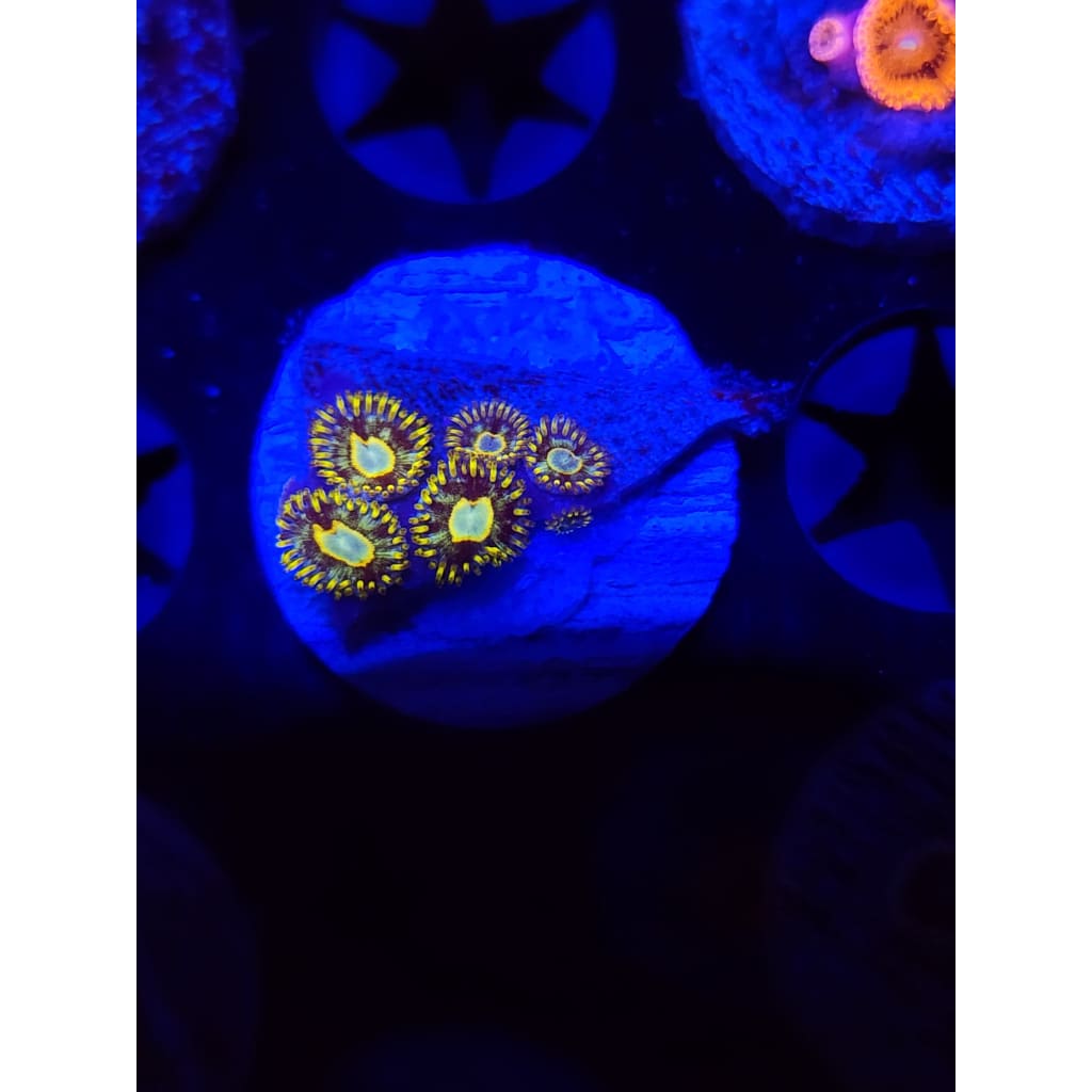 Murder Hornet Zoanthid Frag WYSIWYG!