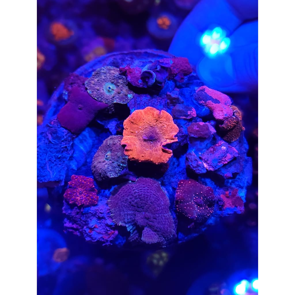 Mushroom Garden WYSIWYG!