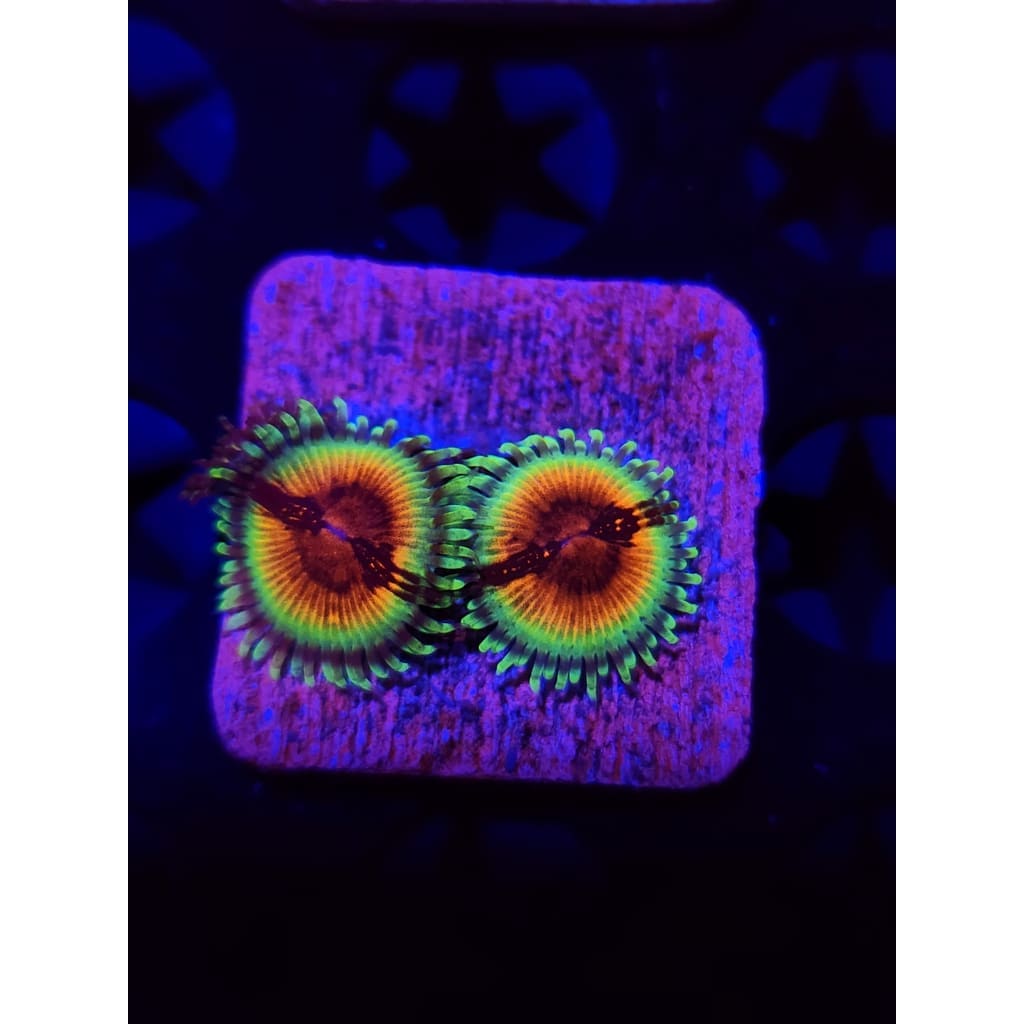 Discover the Enigma of Our High-End Zoanthid Frag - Lowcountry Coral Boys