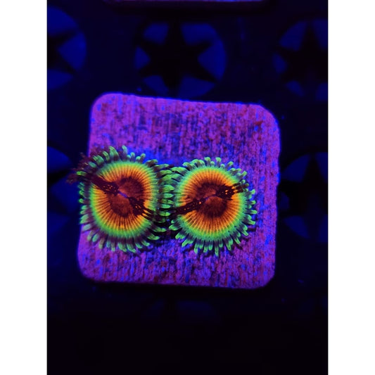 Bloodshot Zoanthid Frag WYSIWYG!