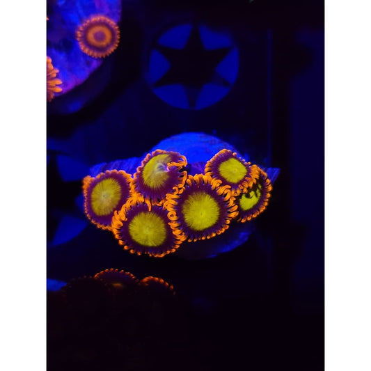 Mandarin Zoanthid Frag WYSIWYG!