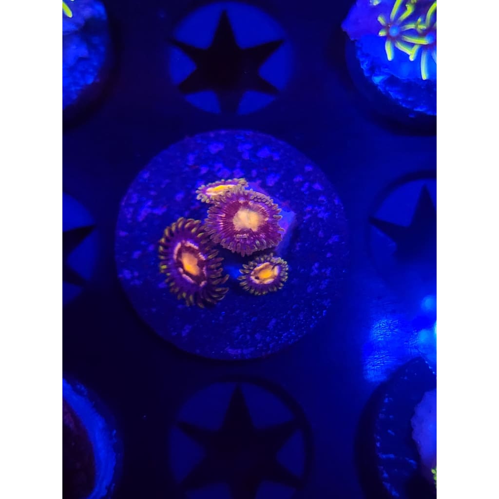 Nebula Zoanthid Frag WYSIWYG!