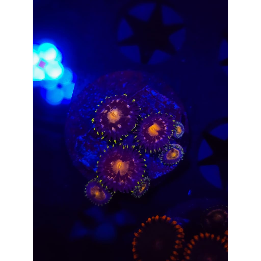 Nebula Zoanthid Frag WYSIWYG!
