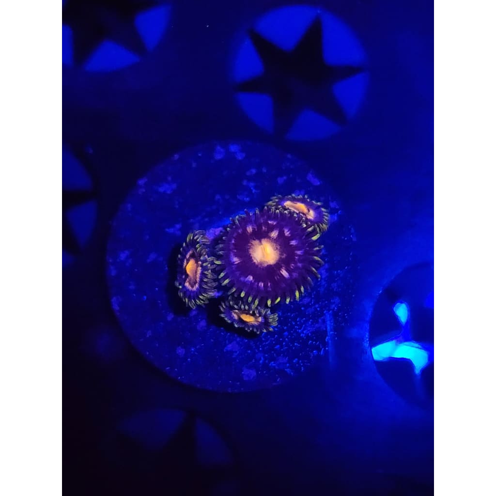 Nebula Zoanthid Frag WYSIWYG!