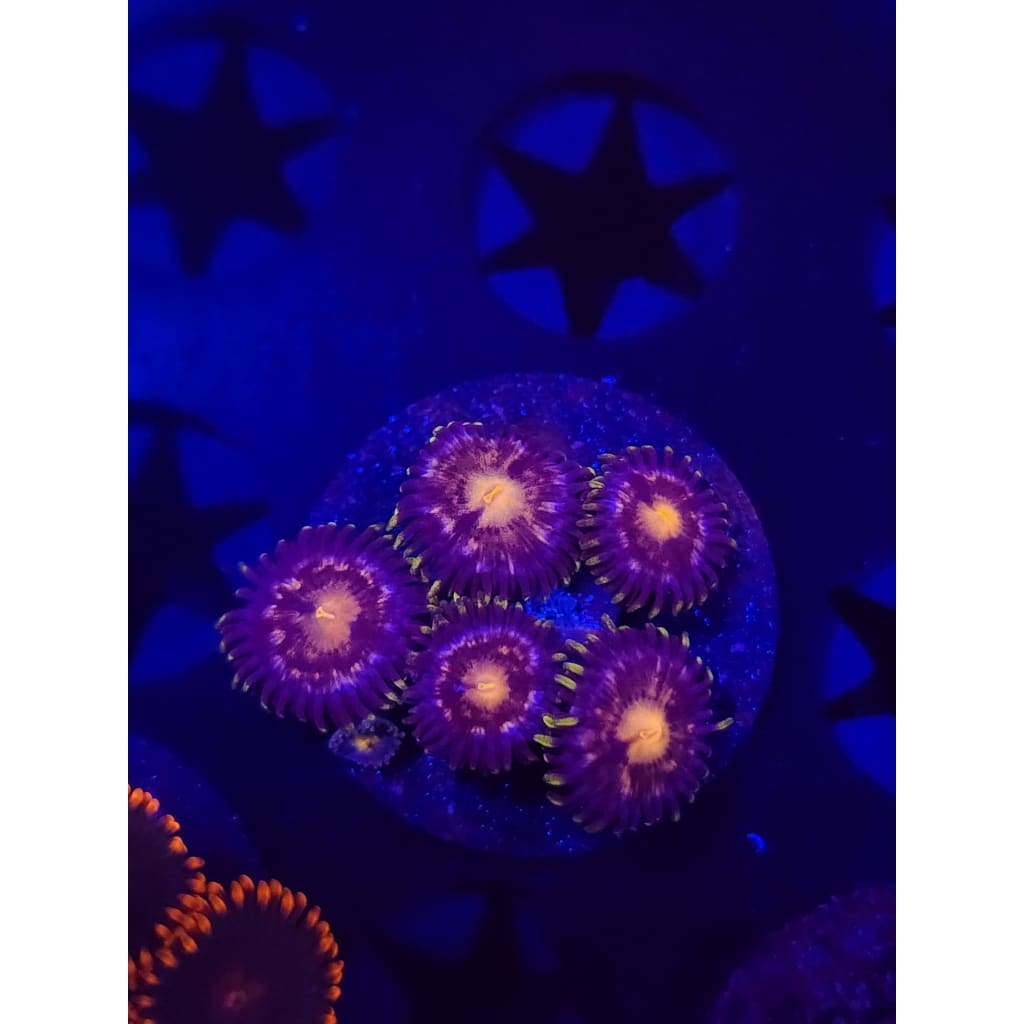 Nebula Zoanthid Frag WYSIWYG!