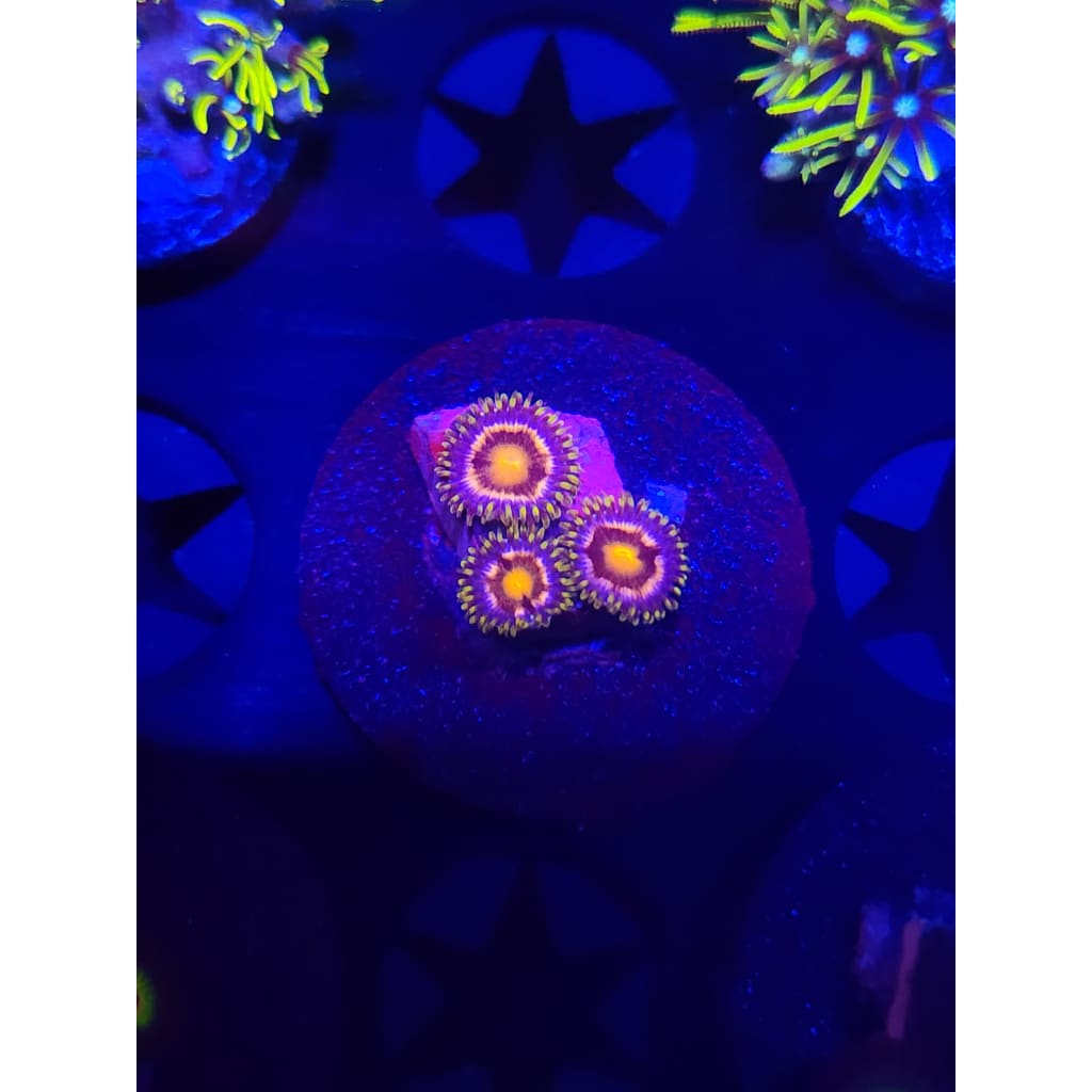 Nebula Zoanthid Frag WYSIWYG!