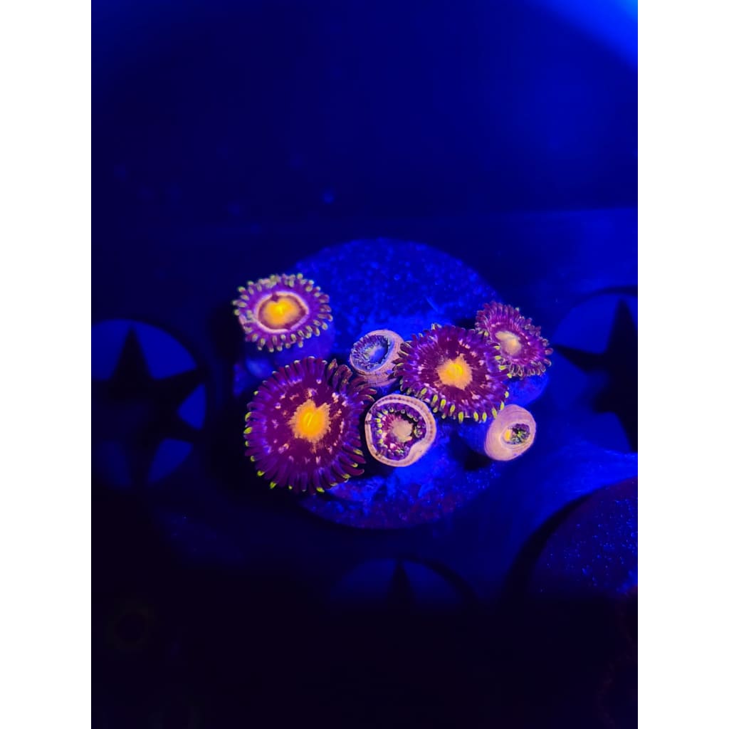 Nebula Zoanthid Frag WYSIWYG!