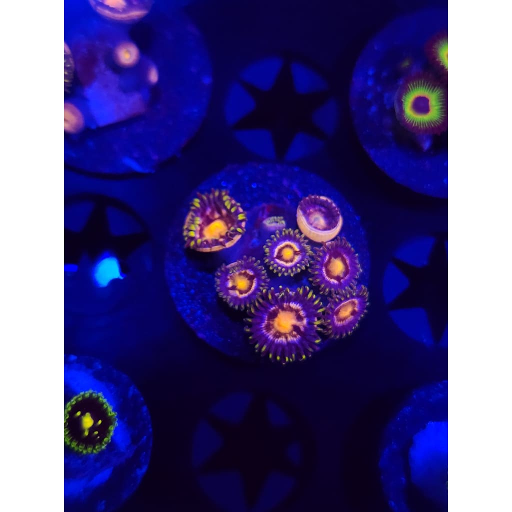 Nebula Zoanthid Frag WYSIWYG!
