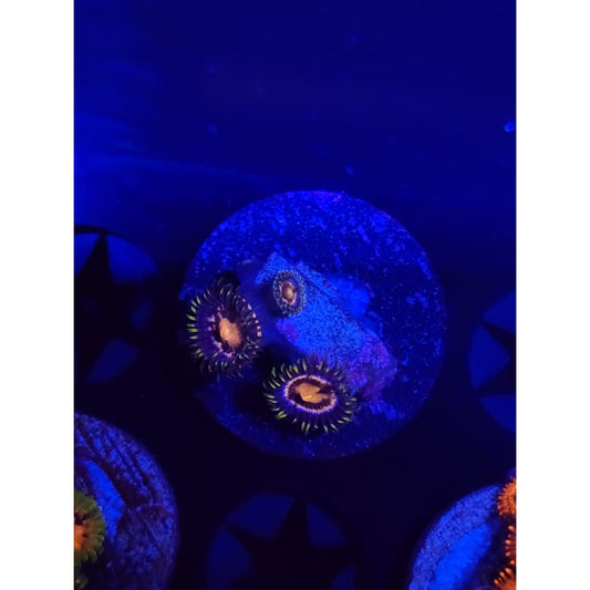 Nebula Zoanthid Frag WYSIWYG!