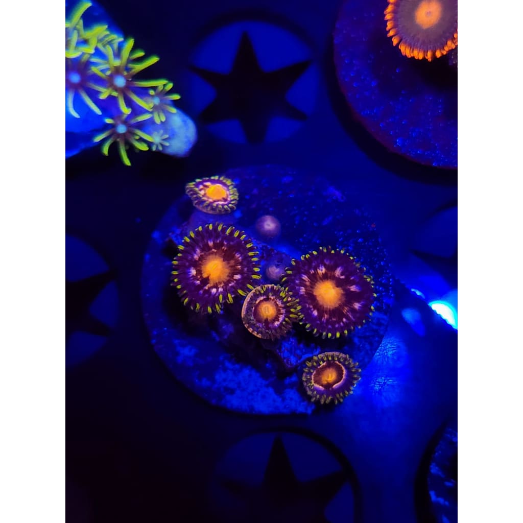 Nebula Zoanthid Frag WYSIWYG!