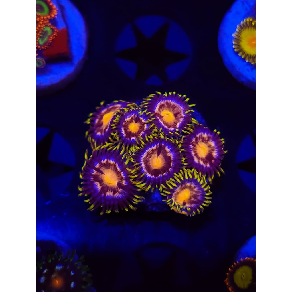 Nebula Zoanthid Frag WYSIYWG!