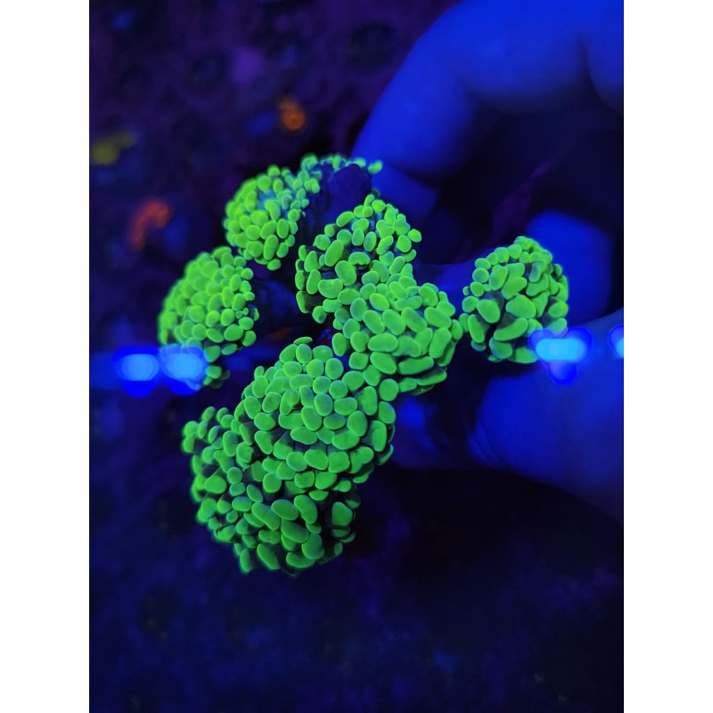 Neon Green Hammer Coral Colony WYSIWYG!