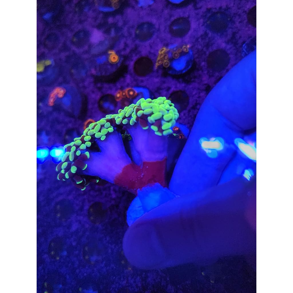 Neon Green Hammer Coral Colony WYSIWYG!