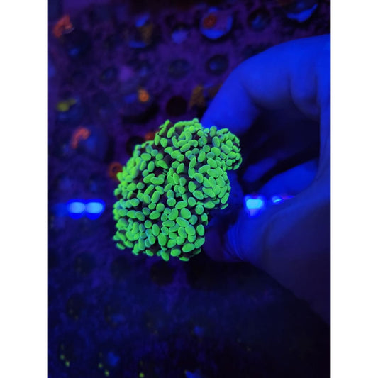 Neon Green Hammer Coral Colony WYSIWYG!