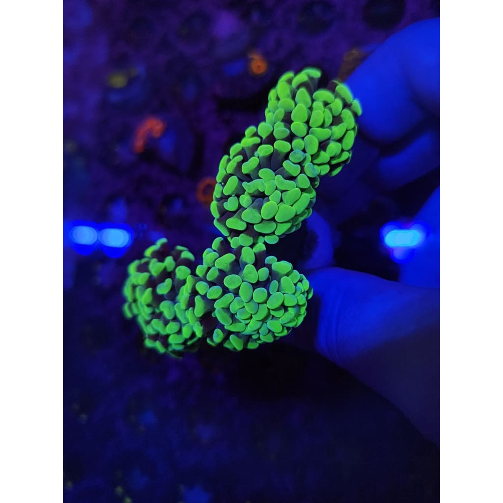 Neon Green Hammer Coral Colony WYSIWYG!