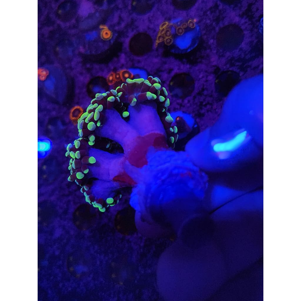 Neon Green Hammer Coral Colony WYSIWYG!
