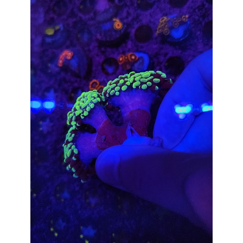 Neon Green Hammer Coral Colony WYSIWYG!