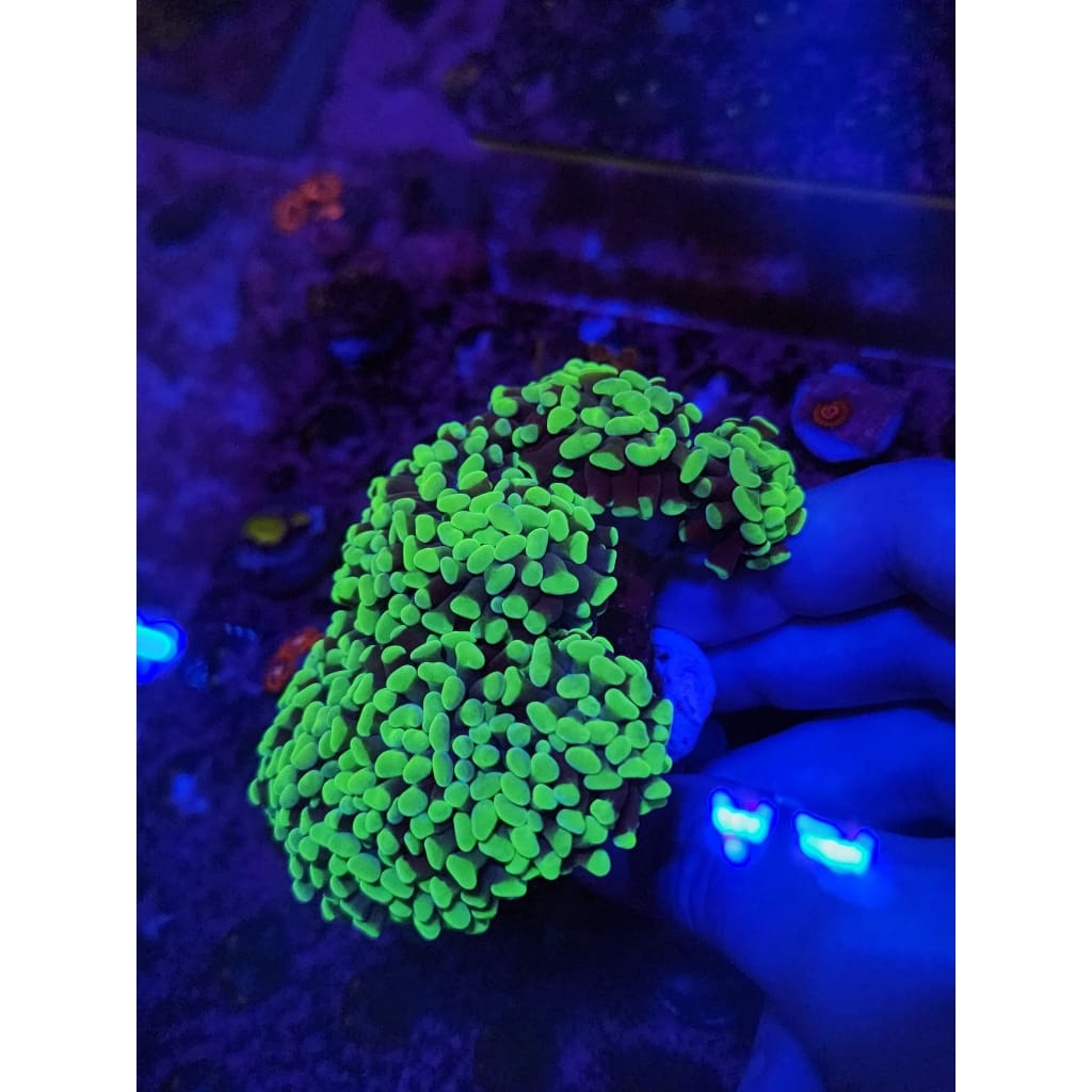 Neon Green Hammer Coral Colony WYSIWYG!