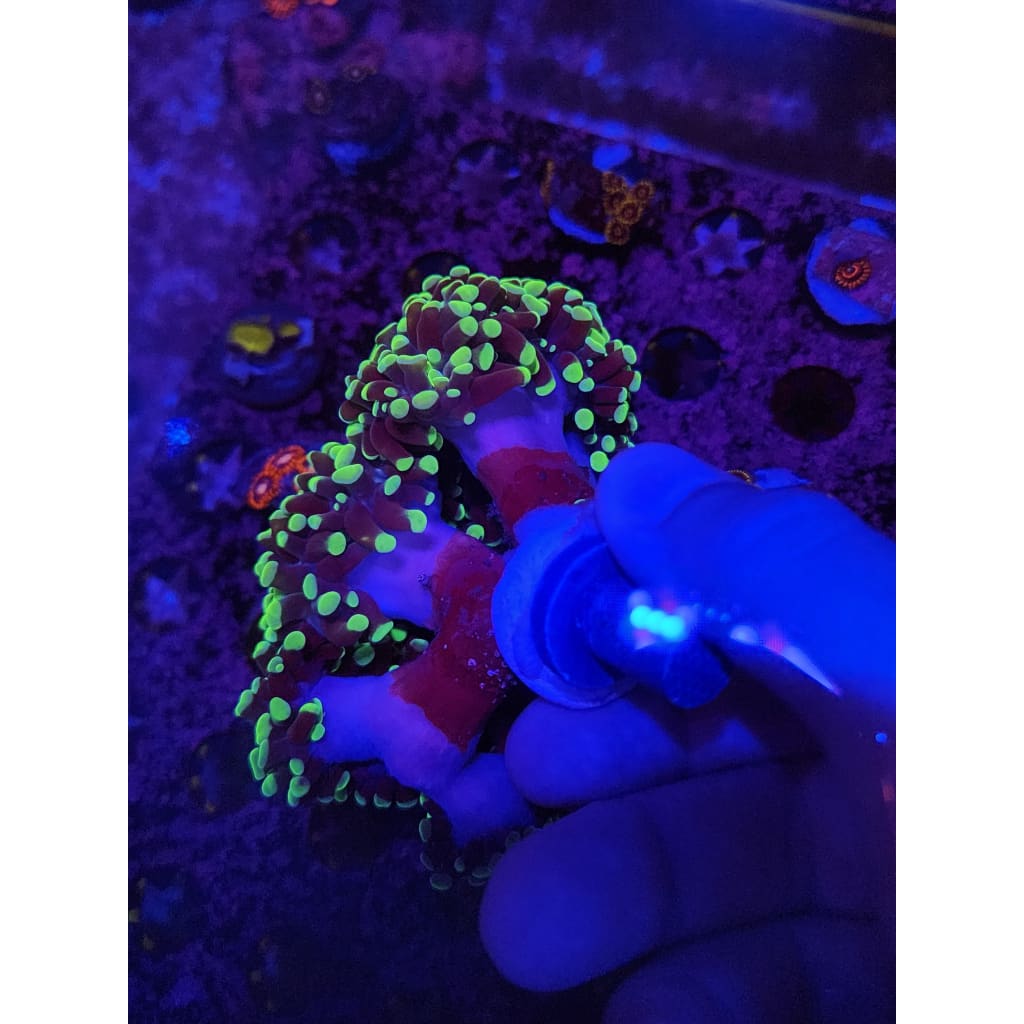Neon Green Hammer Coral Colony WYSIWYG!
