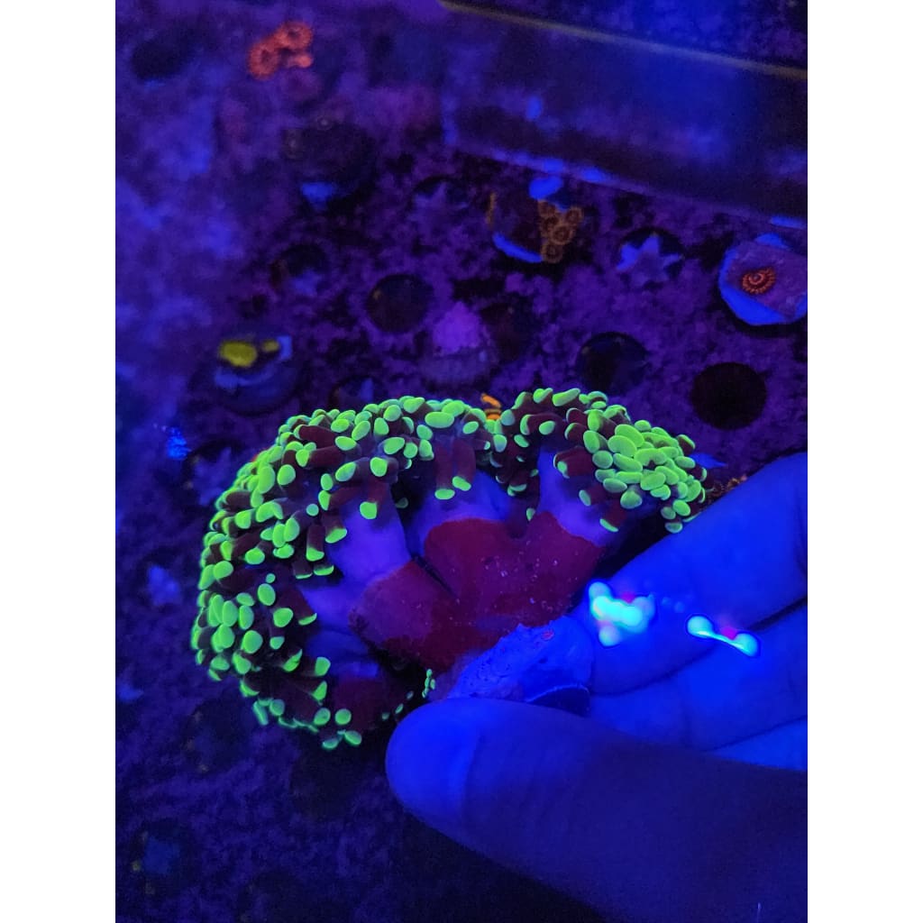 Neon Green Hammer Coral Colony WYSIWYG!