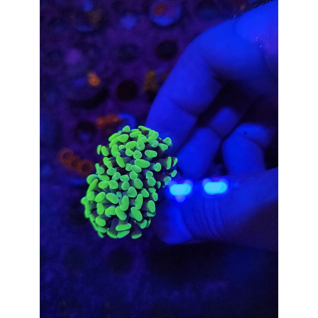 Neon Green Hammer Coral Frag WYSIWYG!