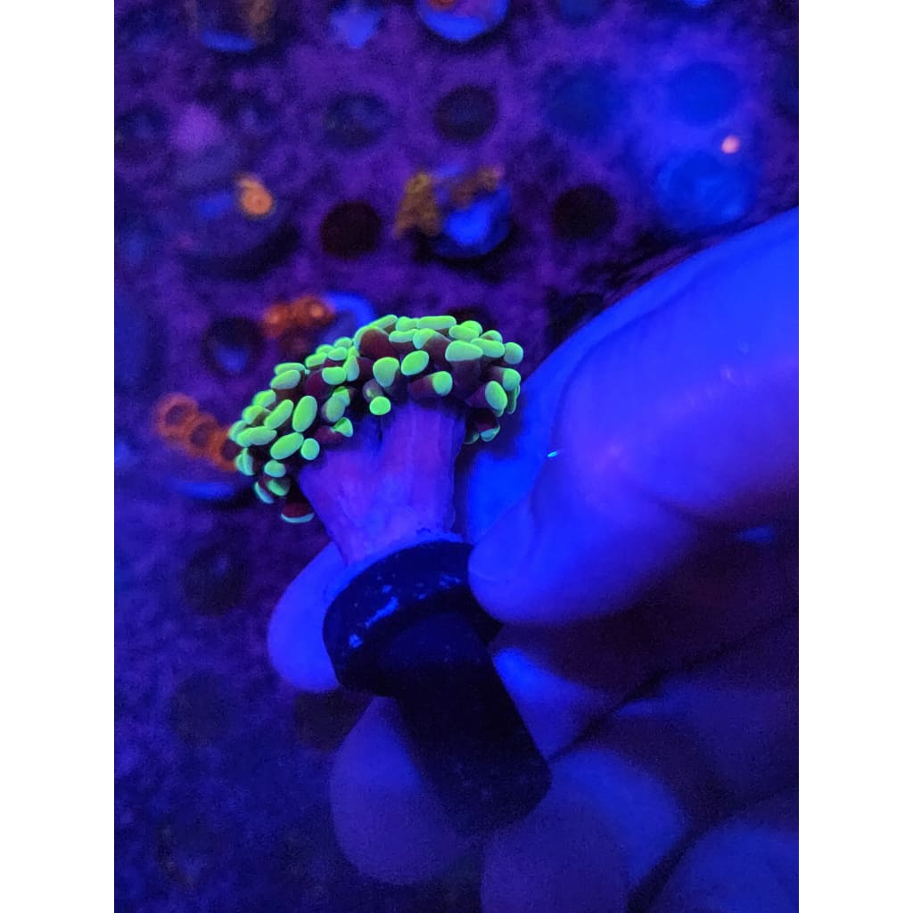 Neon Green Hammer Coral Frag WYSIWYG!